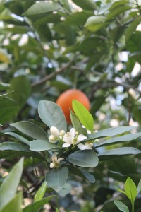 IMG_5605